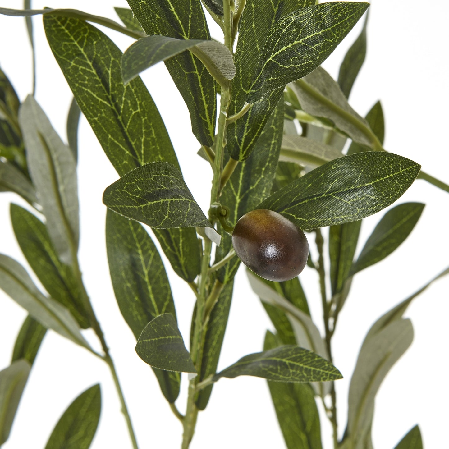 Apulia Olive Tree in White Pot 180cm