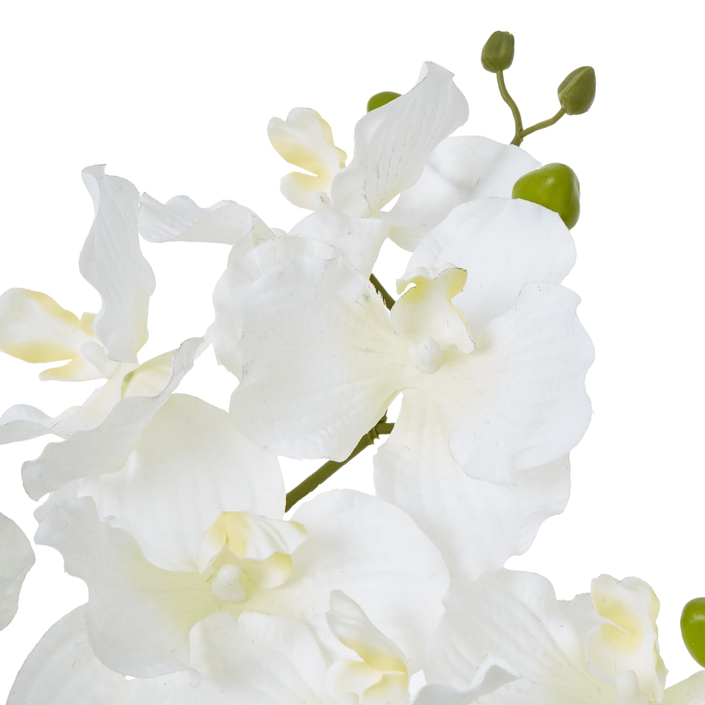 White Vanda Orchid Plant in Ceramic Pot
