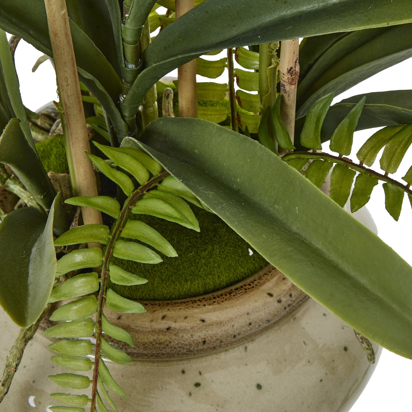 White Vanda Orchid Plant in Ceramic Pot