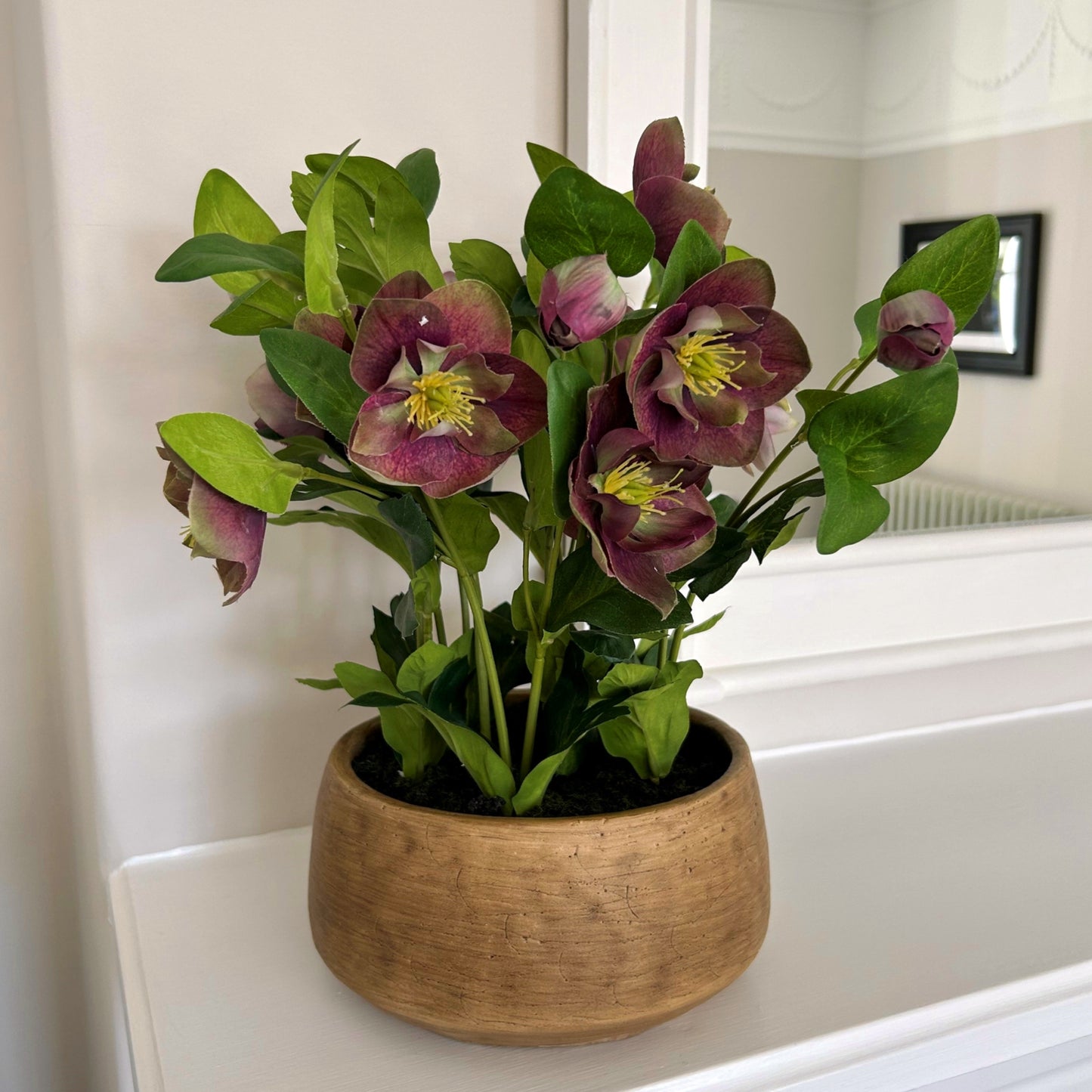 Deep Plum Hellebore Plant in Taupe Pot