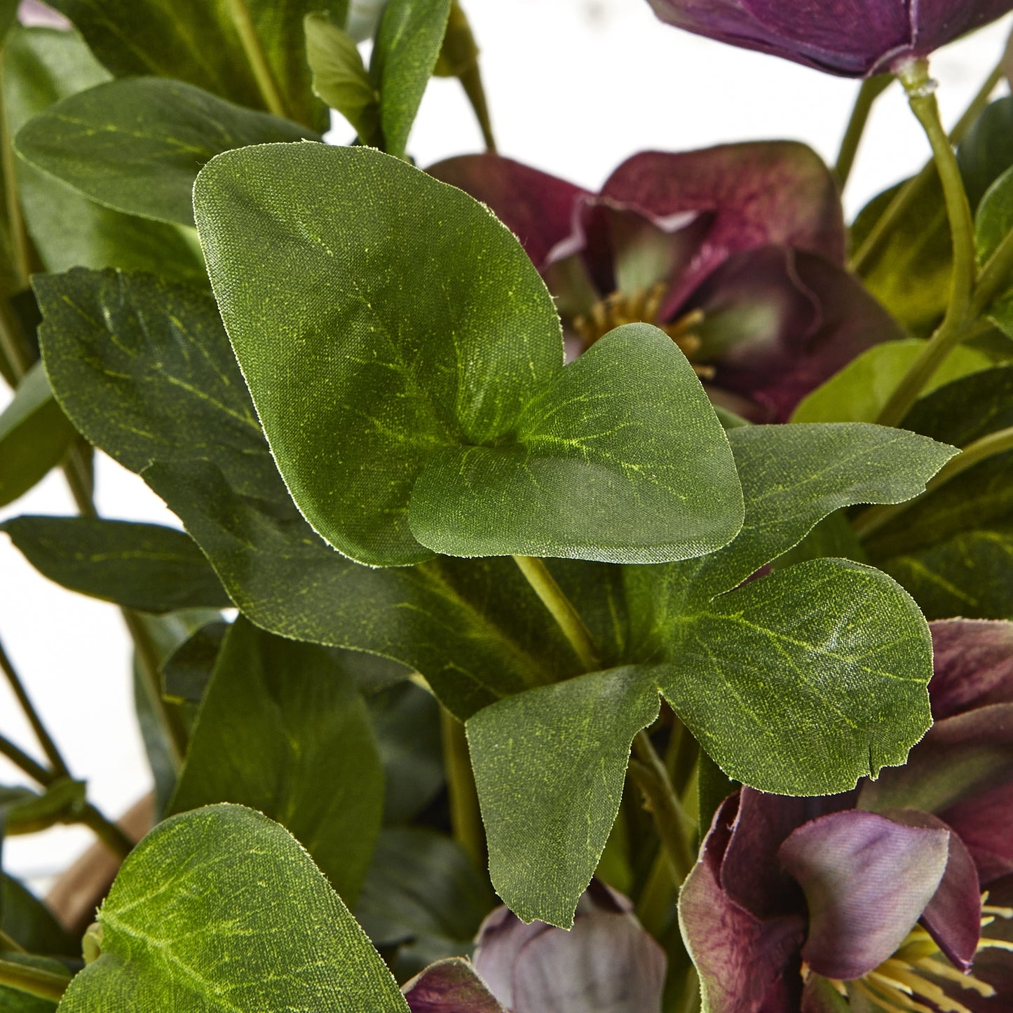 Deep Plum Hellebore Plant in Taupe Pot
