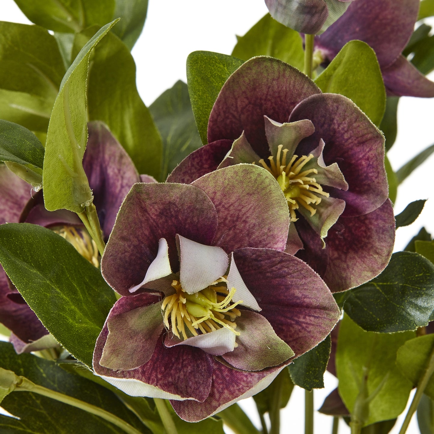 Deep Plum Hellebore Plant in Taupe Pot