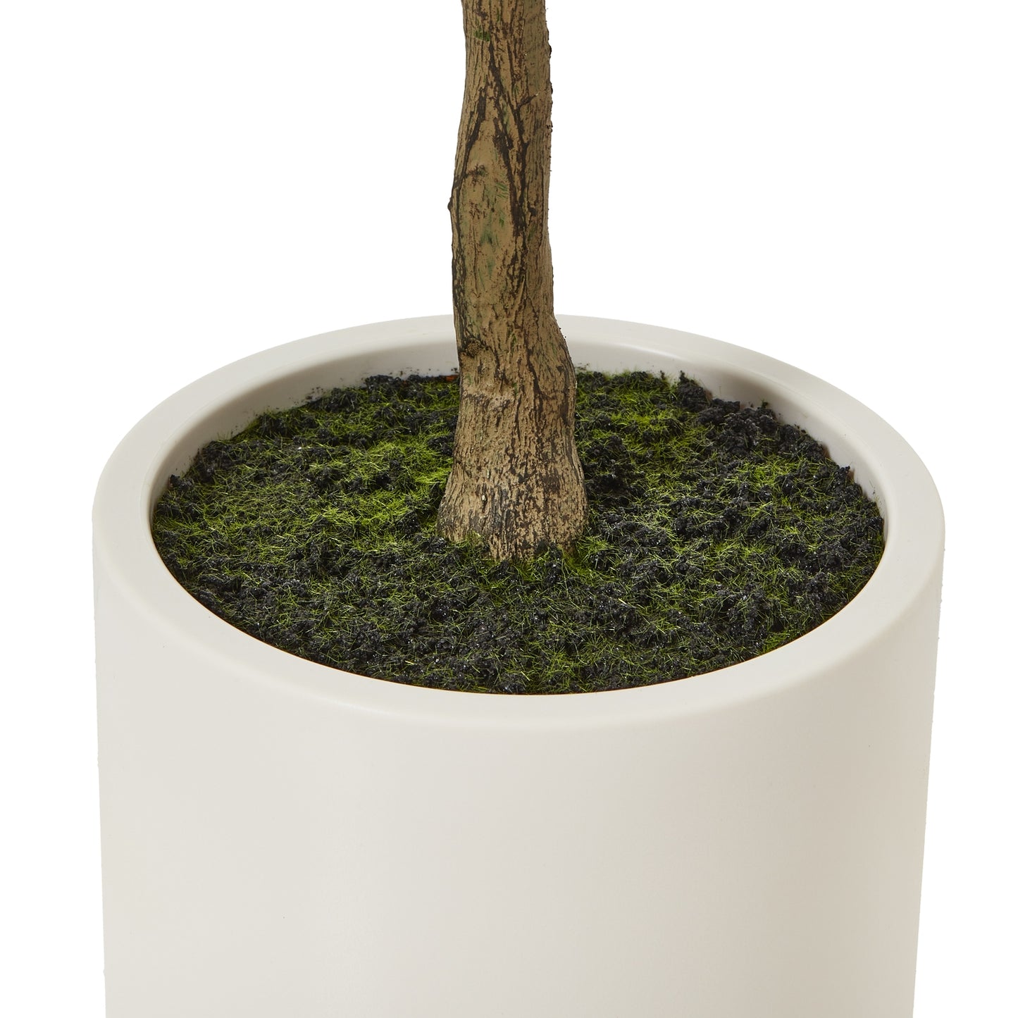 Apulia Olive Tree In White Pot 150Cm - Luxe Home Comforts