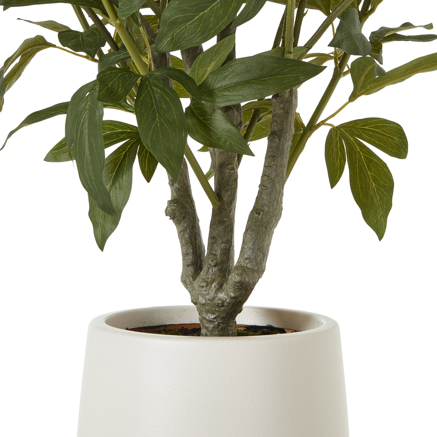 Extra Large White Peony Bush In Pot - Luxe Home Comforts