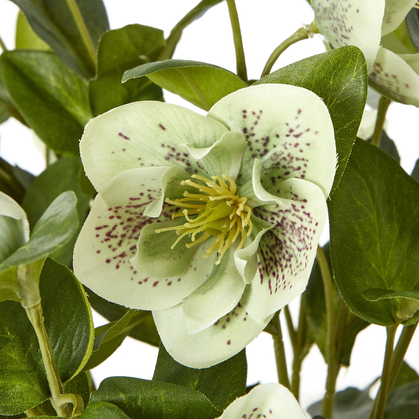 Green Hellebore Plant In Taupe Pot - Luxe Home Comforts