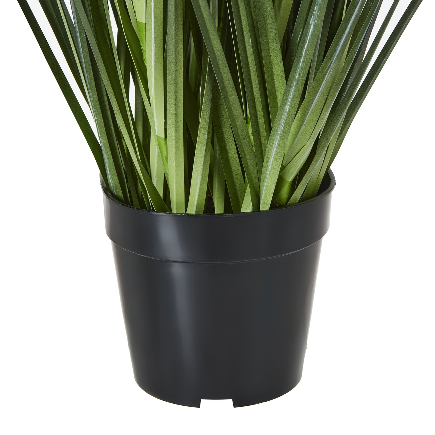 Large Blue Agapanthus Plant In Pot - Luxe Home Comforts