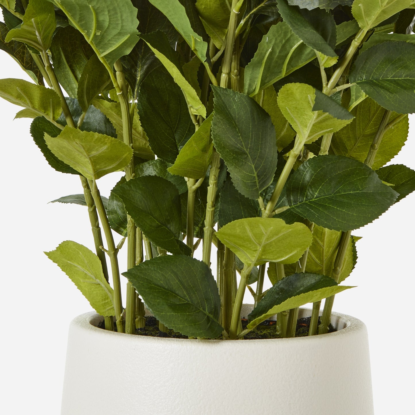 Large White Hydrangea Plant In Pot - Luxe Home Comforts
