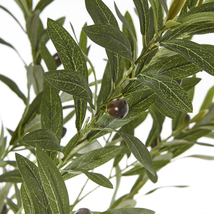 Apulia Olive Tree in White Pot 180cm