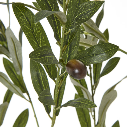 Apulia Olive Tree in White Pot 180cm