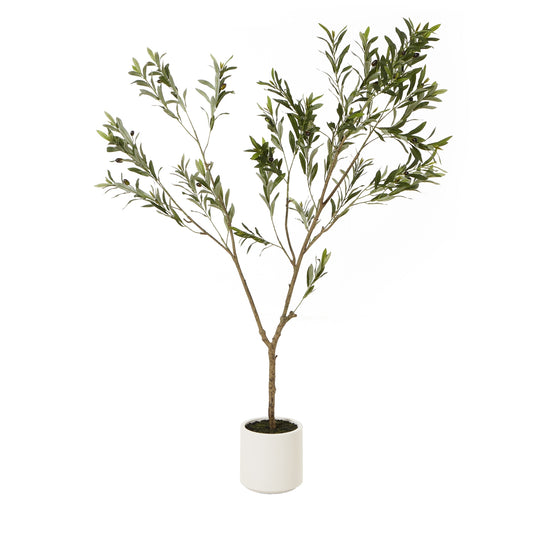 Apulia Olive Tree in White Pot 180cm