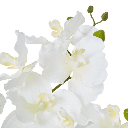 White Vanda Orchid Plant in Ceramic Pot