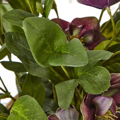 Deep Plum Hellebore Plant in Taupe Pot
