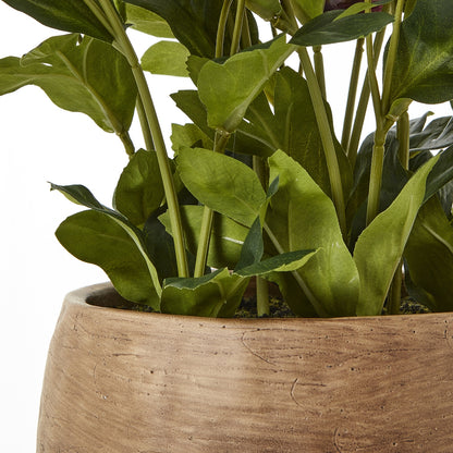 Deep Plum Hellebore Plant in Taupe Pot