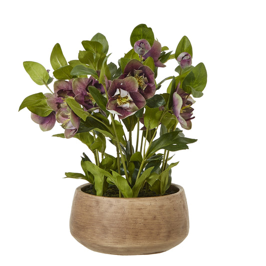 Deep Plum Hellebore Plant in Taupe Pot