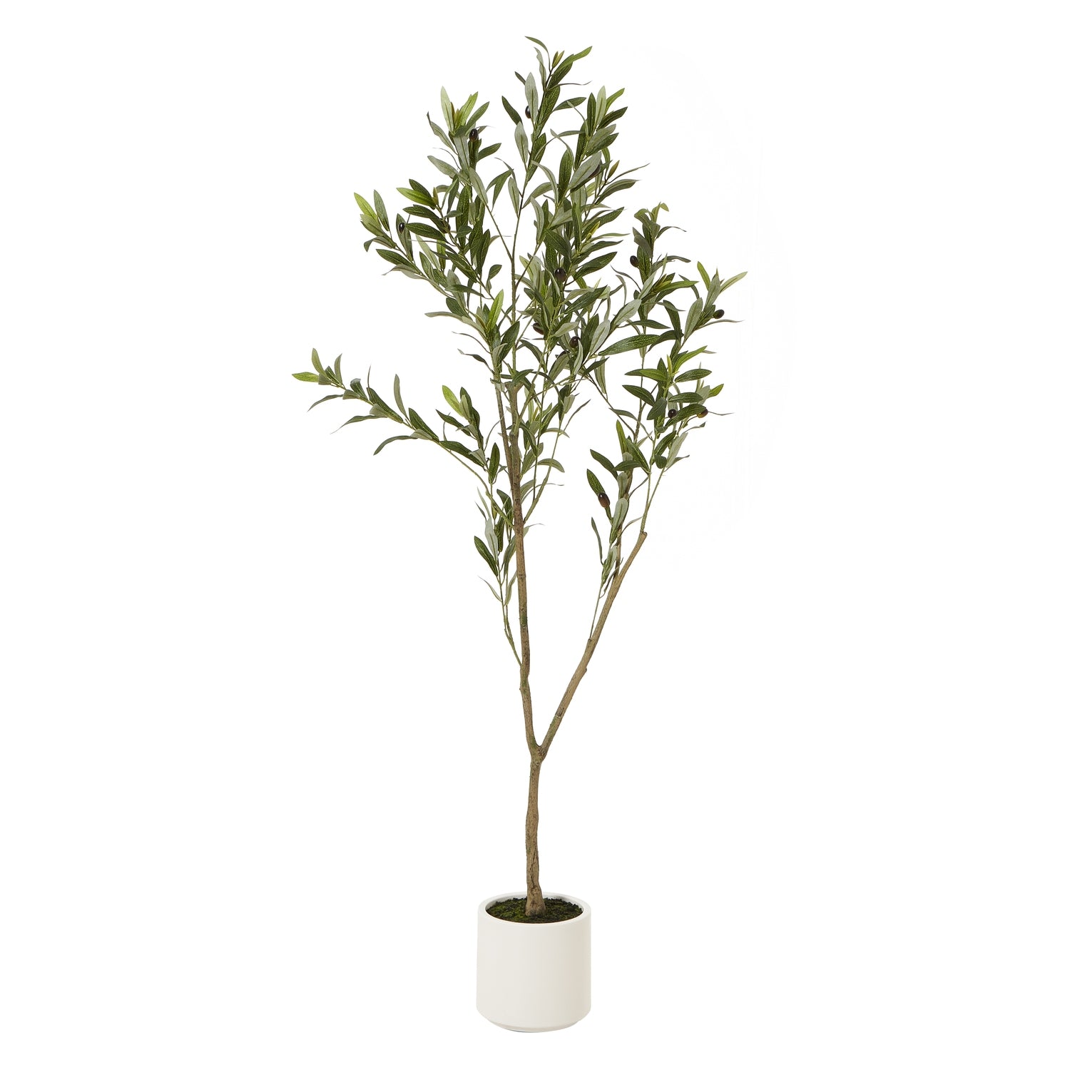 Apulia Olive Tree In White Pot 150Cm - Luxe Home Comforts