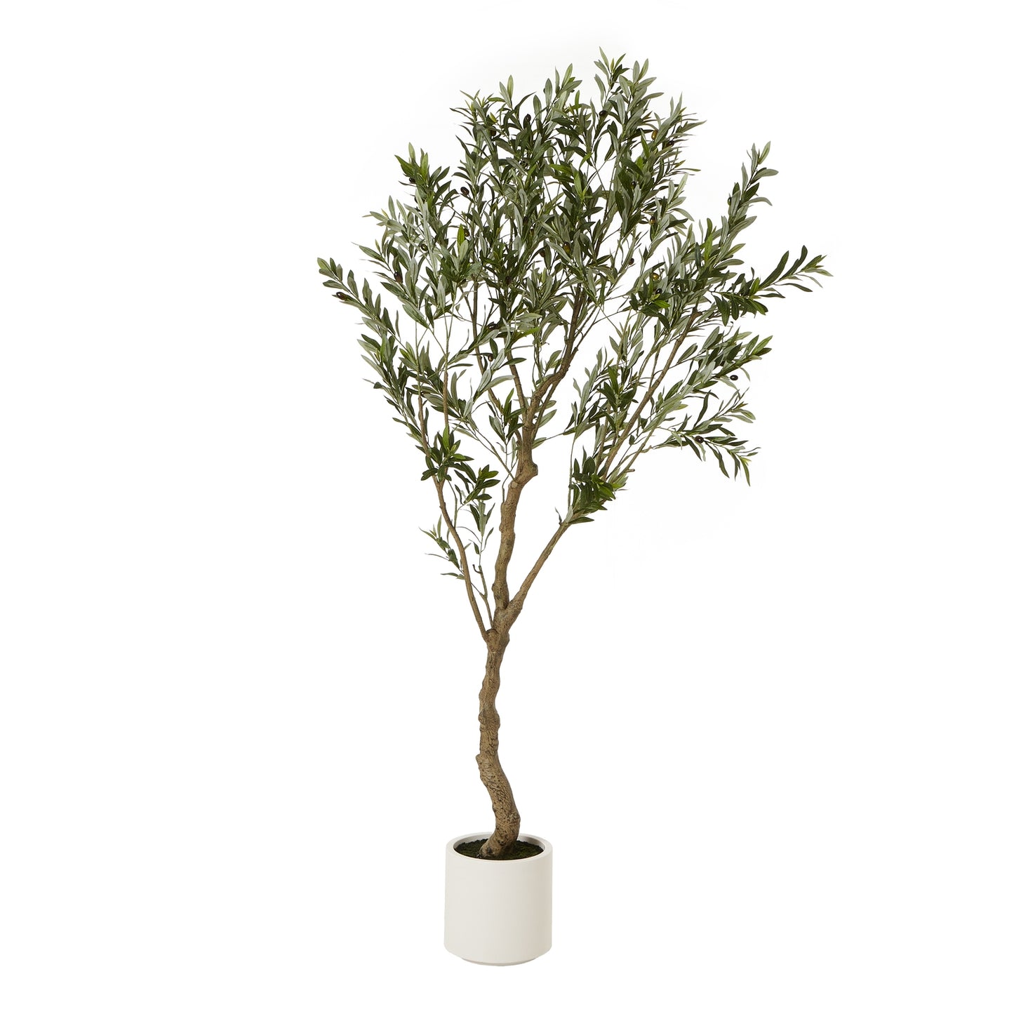 Apulia Olive Tree In White Pot 210Cm - Luxe Home Comforts