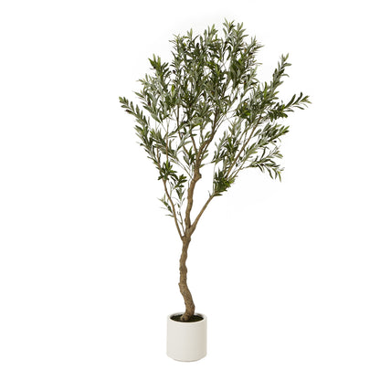 Apulia Olive Tree In White Pot 210Cm - Luxe Home Comforts