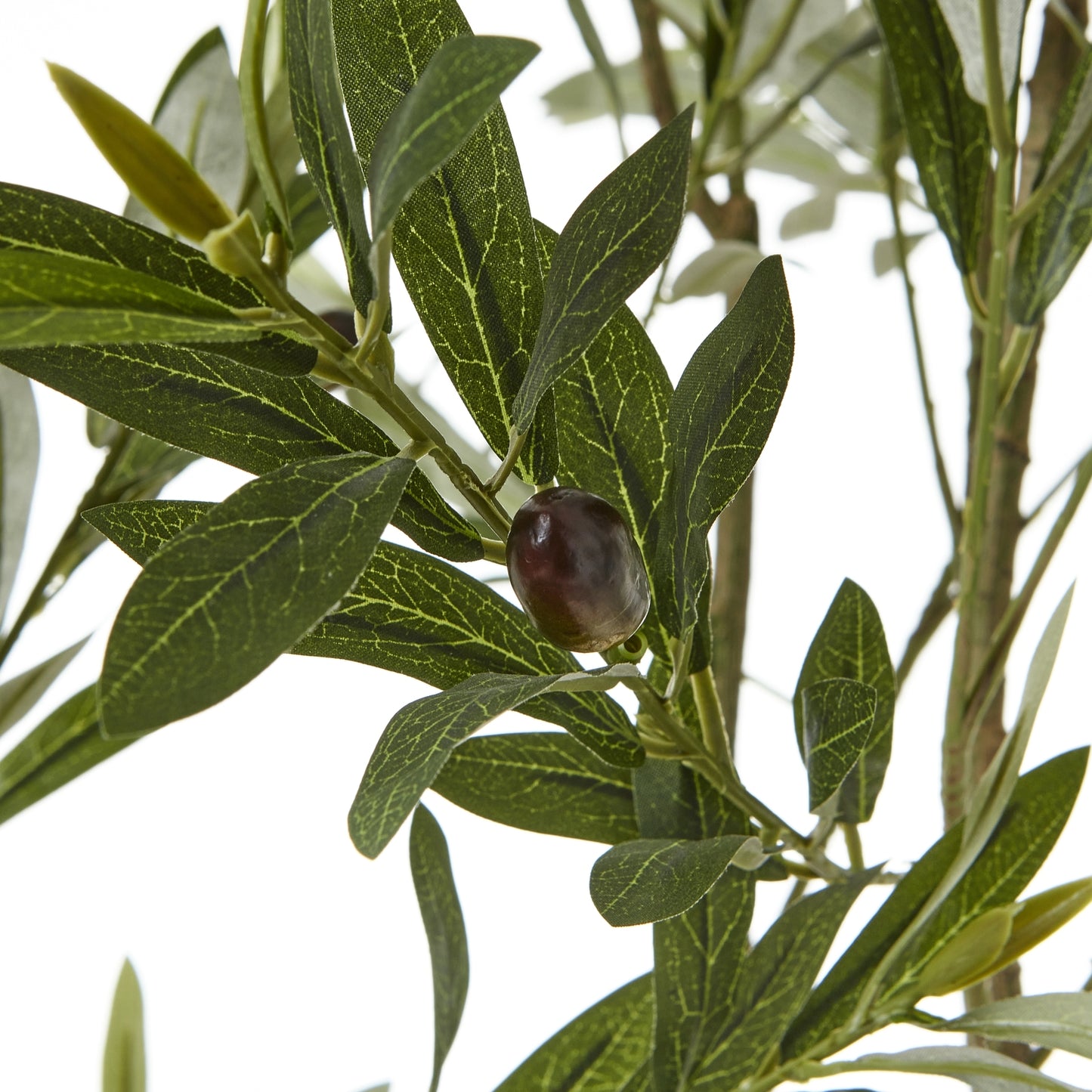 Apulia Olive Tree In White Pot 210Cm - Luxe Home Comforts