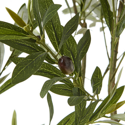 Apulia Olive Tree In White Pot 210Cm - Luxe Home Comforts