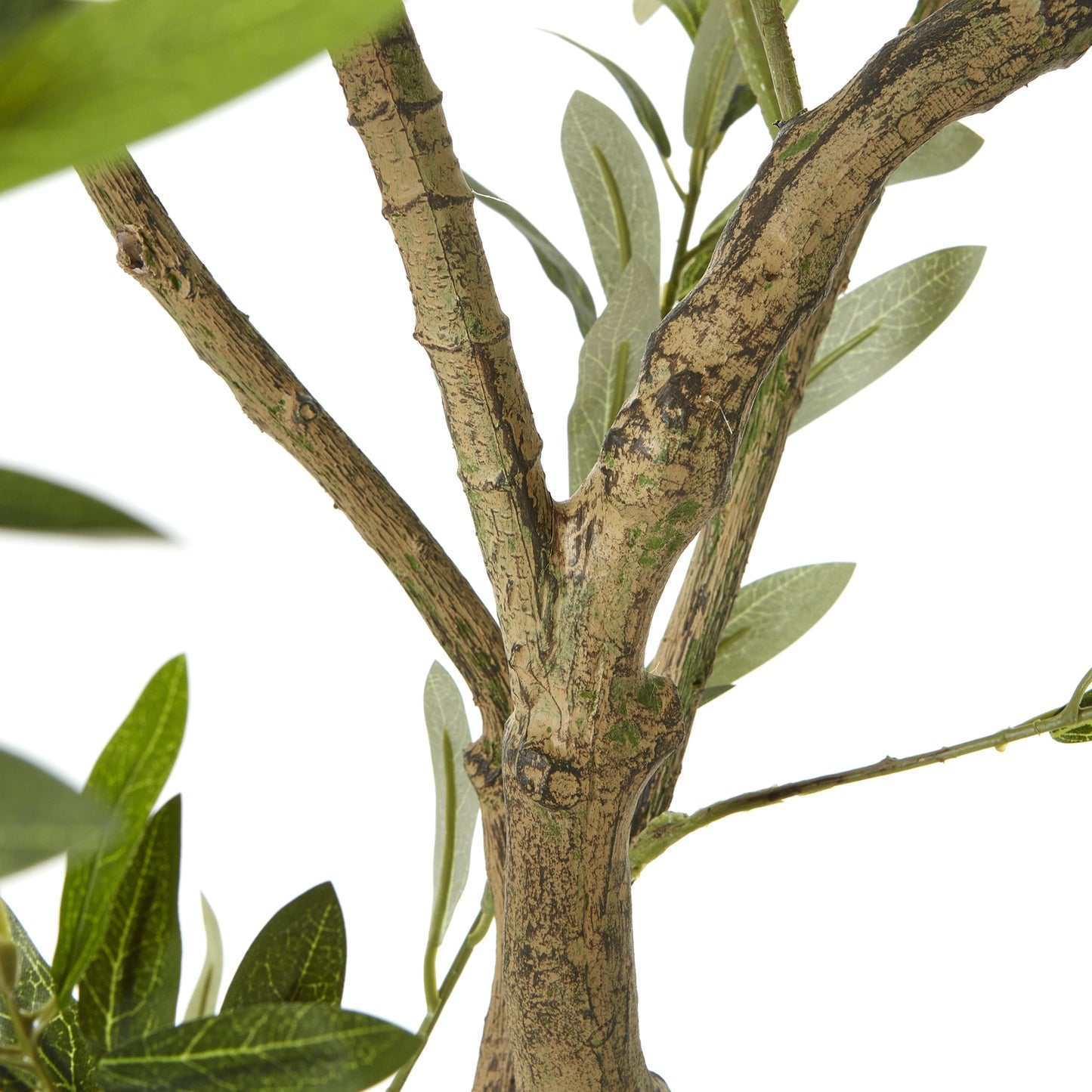 Apulia Olive Tree In White Pot 210Cm - Luxe Home Comforts