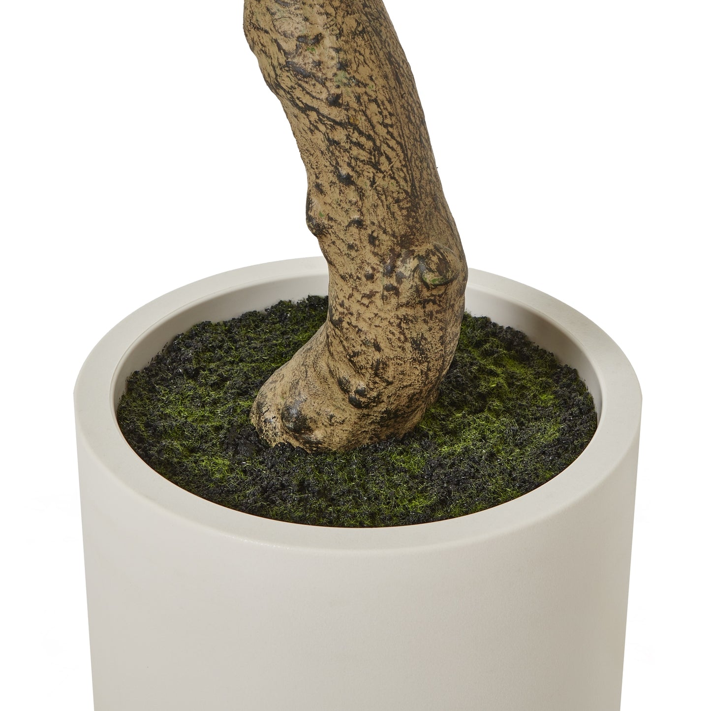 Apulia Olive Tree In White Pot 210Cm - Luxe Home Comforts