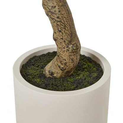 Apulia Olive Tree In White Pot 210Cm - Luxe Home Comforts