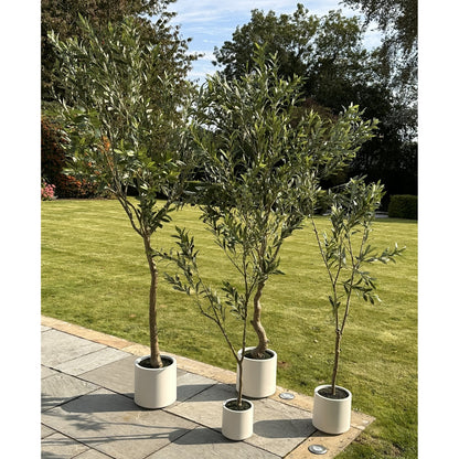 Apulia Olive Tree In White Pot 210Cm - Luxe Home Comforts