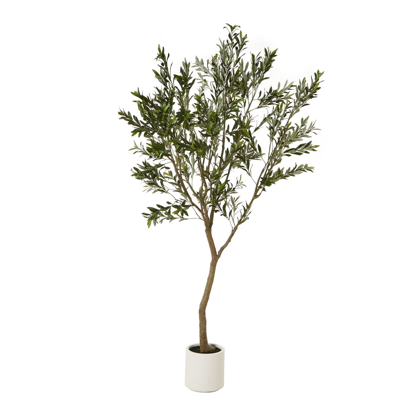 Apulia Olive Tree In White Pot 240Cm - Luxe Home Comforts