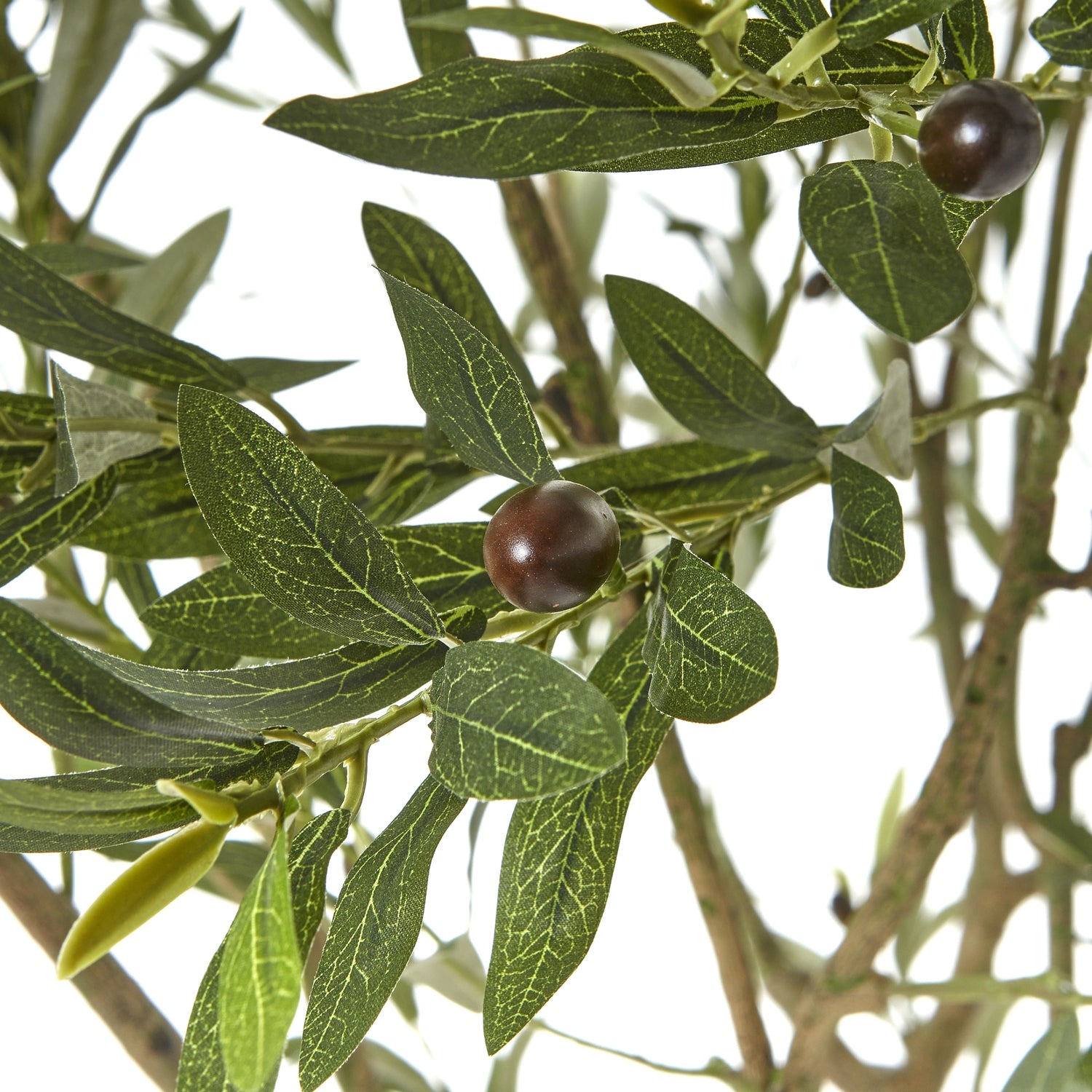 Apulia Olive Tree In White Pot 240Cm - Luxe Home Comforts