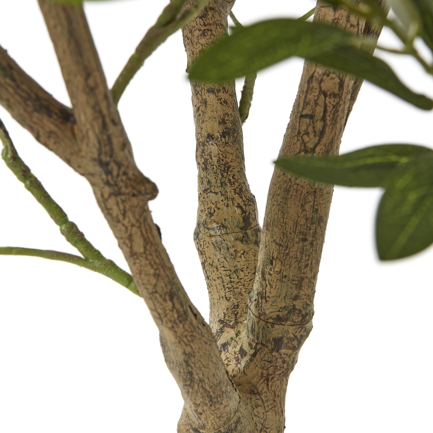 Apulia Olive Tree In White Pot 240Cm - Luxe Home Comforts