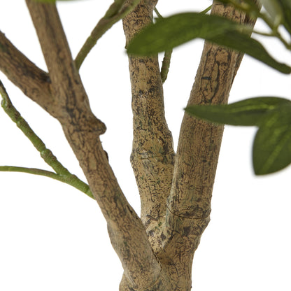 Apulia Olive Tree In White Pot 240Cm - Luxe Home Comforts