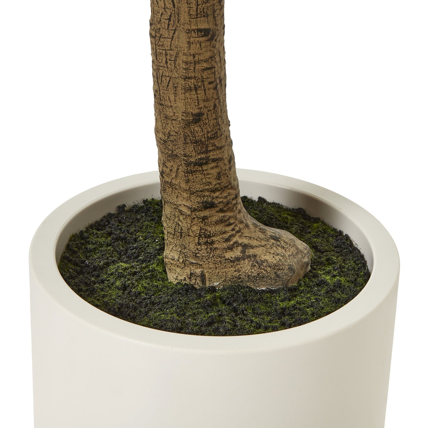 Apulia Olive Tree In White Pot 240Cm - Luxe Home Comforts