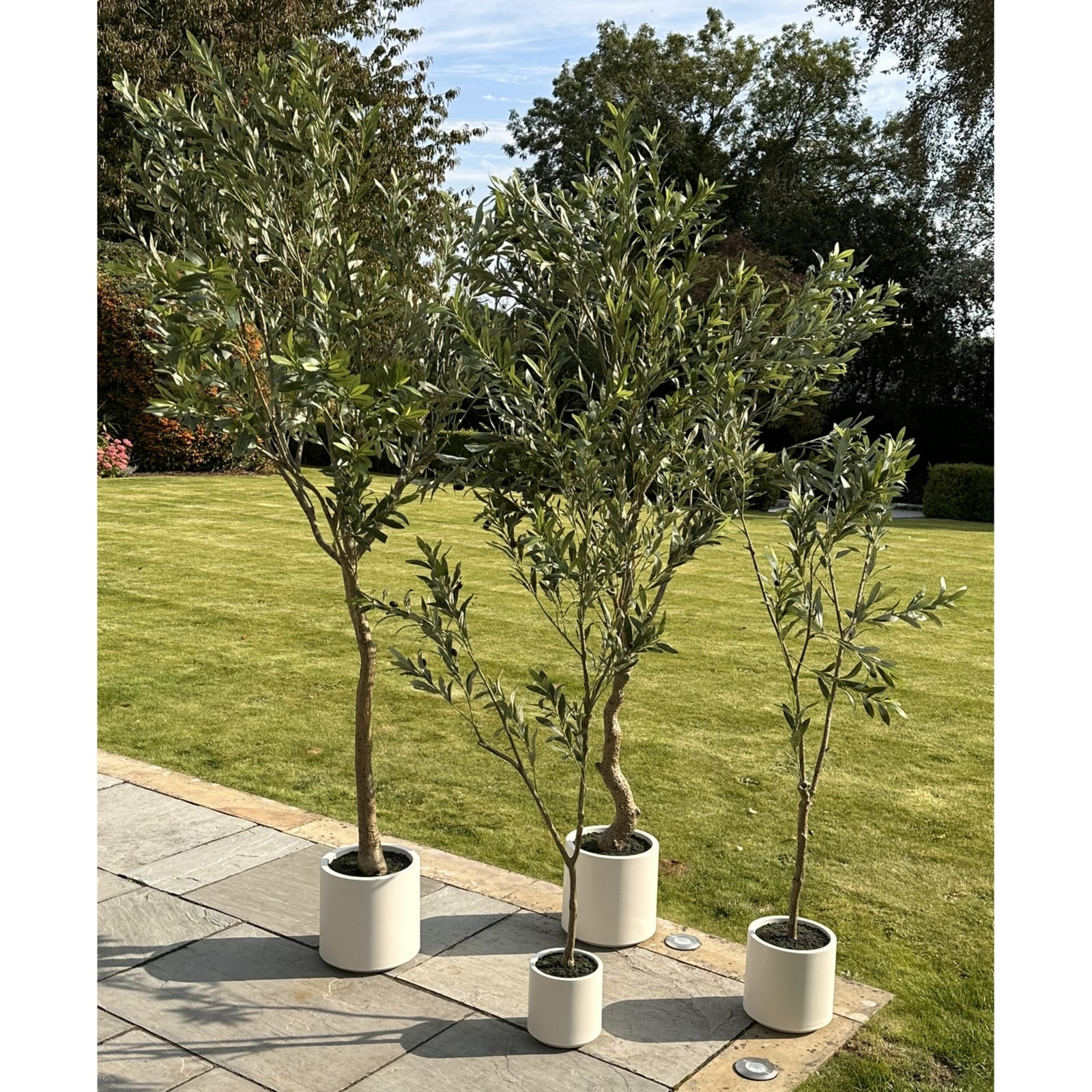 Apulia Olive Tree In White Pot 240Cm - Luxe Home Comforts