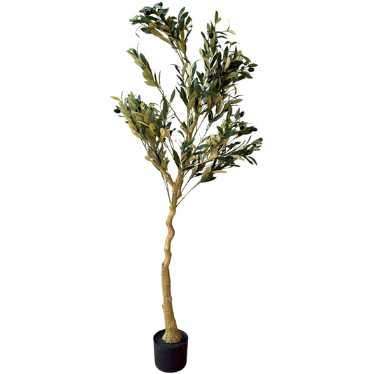 Calabria Olive Tree - Luxe Home Comforts