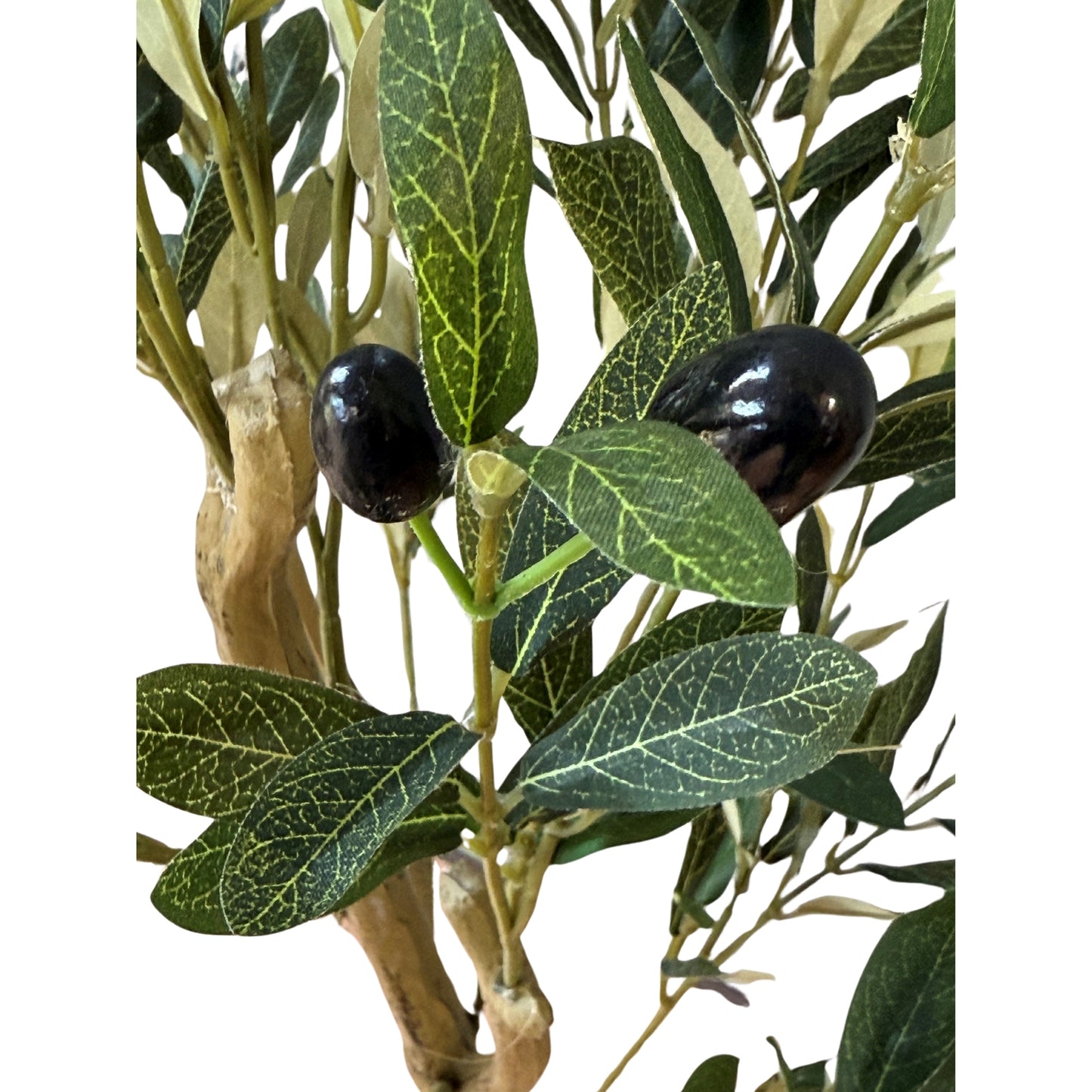 Calabria Small Olive Tree - Luxe Home Comforts