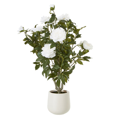 Extra Large White Peony Bush In Pot - Luxe Home Comforts