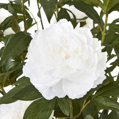 Extra Large White Peony Bush In Pot - Luxe Home Comforts