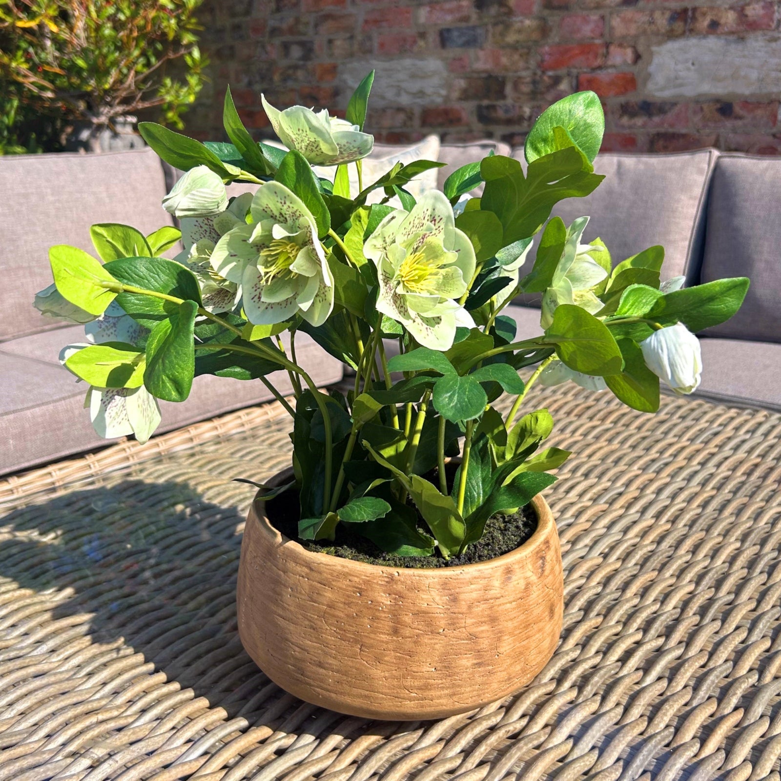 Green Hellebore Plant In Taupe Pot - Luxe Home Comforts