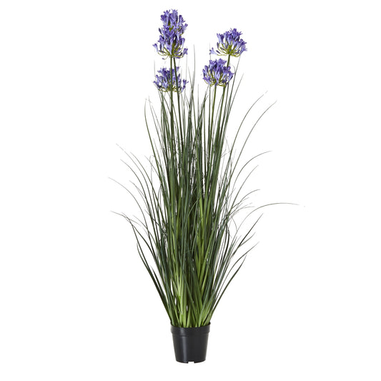 Large Blue Agapanthus Plant In Pot - Luxe Home Comforts