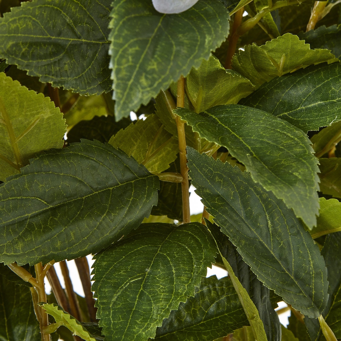 Large Green Hydrangea Plant In Pot - Luxe Home Comforts