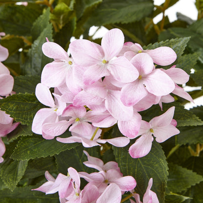 Large Pink Hydrangea Plant In Pot - Luxe Home Comforts