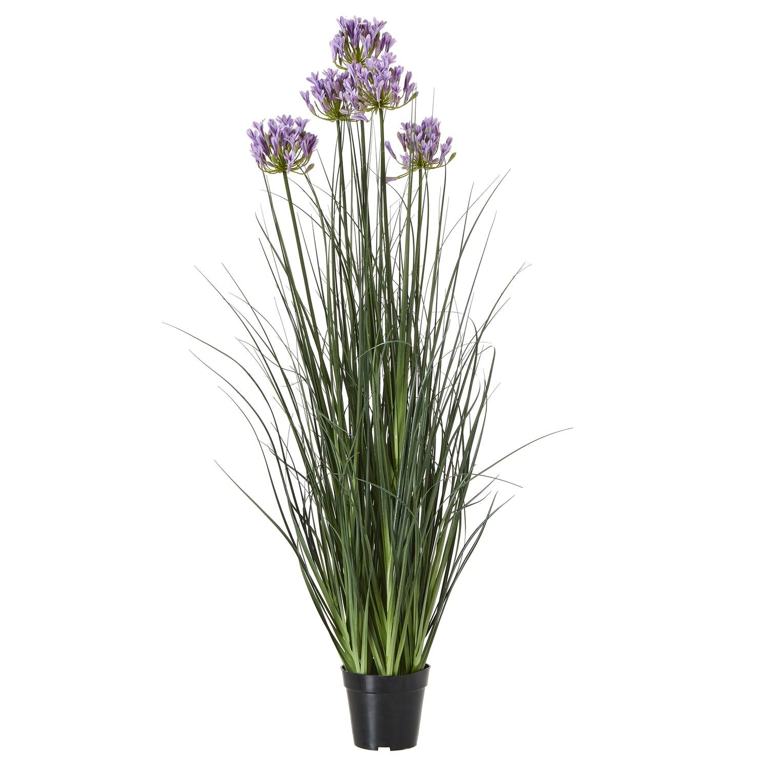 Large Purple Agapanthus Plant In Pot - Luxe Home Comforts