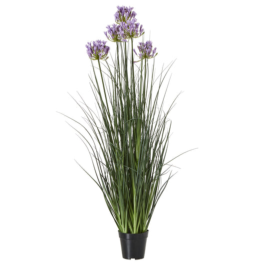 Large Purple Agapanthus Plant In Pot - Luxe Home Comforts