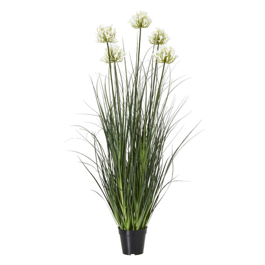 Large White Agapanthus Plant In Pot - Luxe Home Comforts