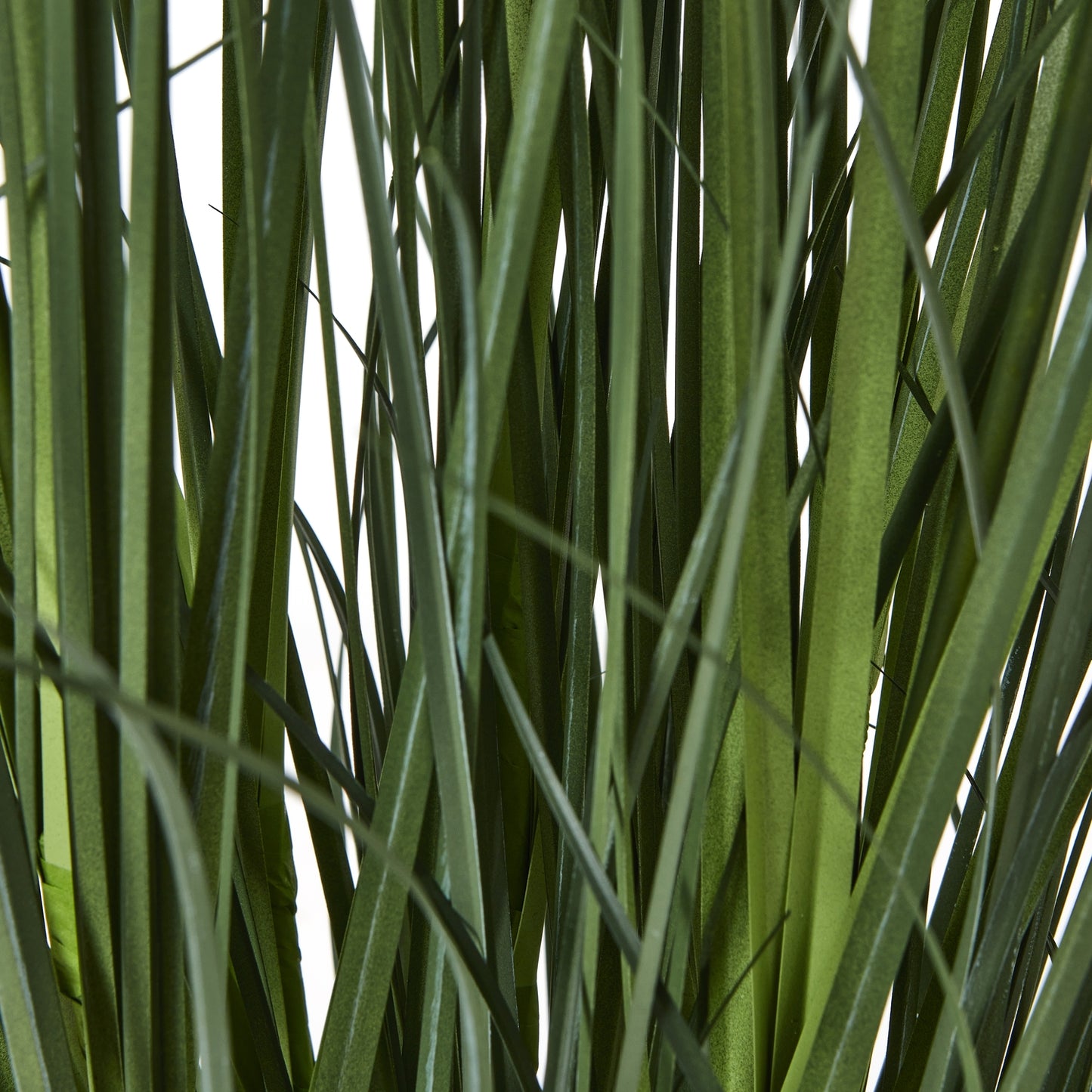 Large White Agapanthus Plant In Pot - Luxe Home Comforts