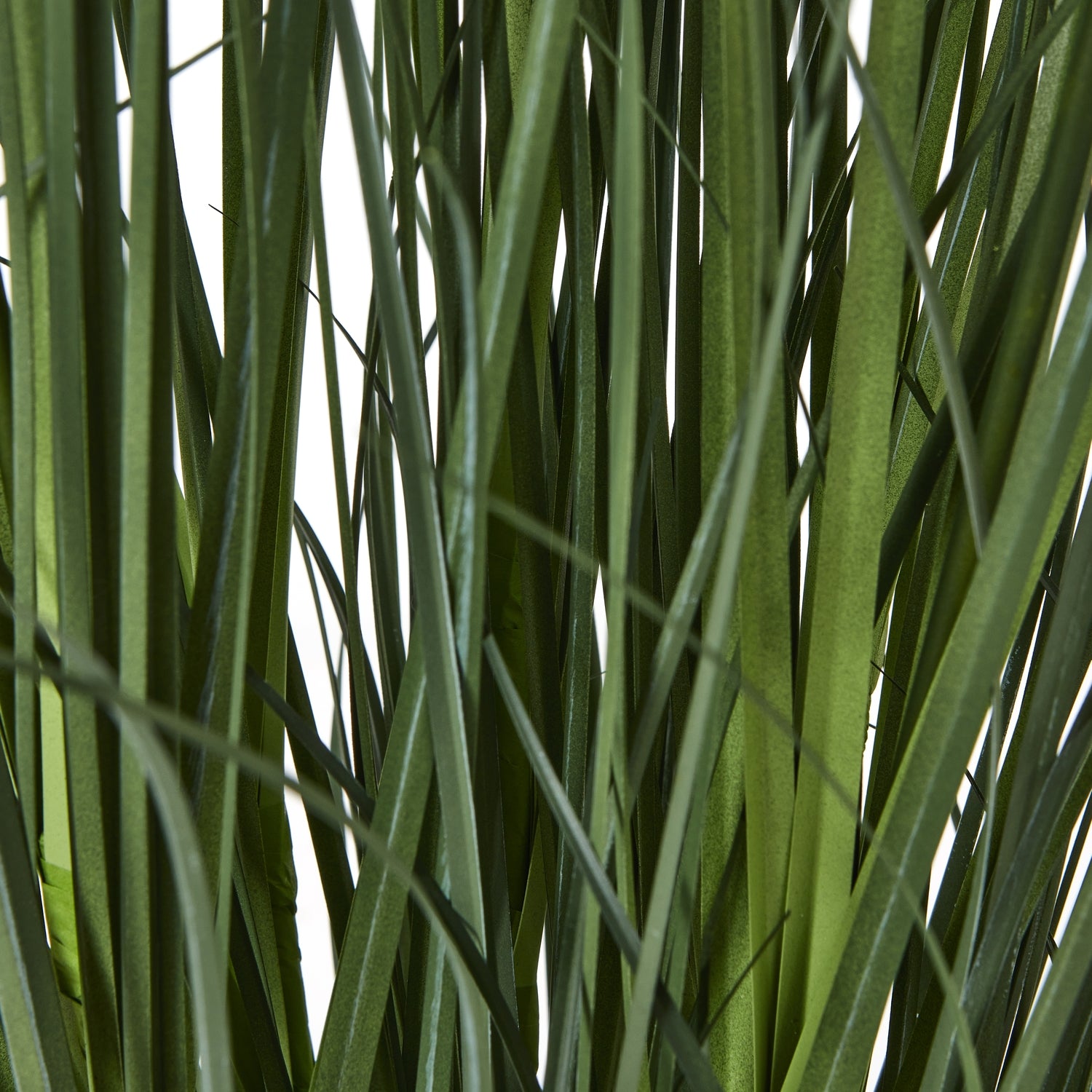 Large White Agapanthus Plant In Pot - Luxe Home Comforts