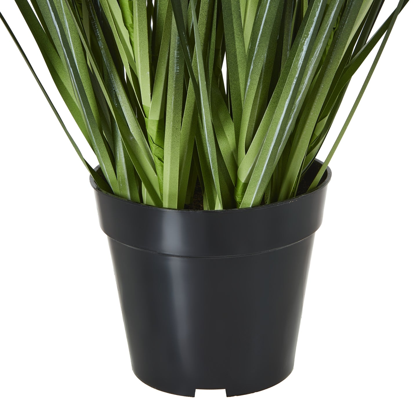 Large White Agapanthus Plant In Pot - Luxe Home Comforts