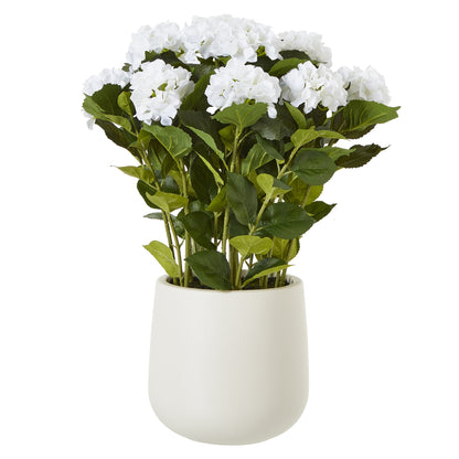 Large White Hydrangea Plant In Pot - Luxe Home Comforts