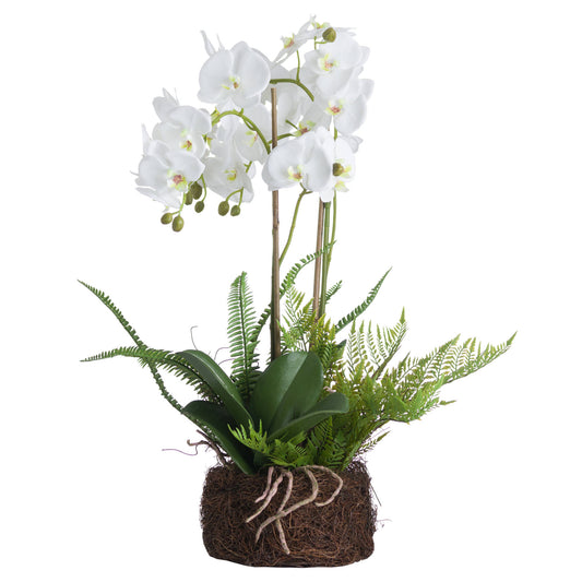 Large White Orchid And Fern Garden In Rootball - Luxe Home Comforts