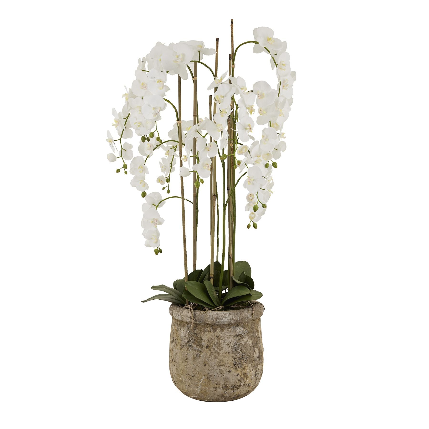 Large White Orchid In Antique Stone Pot - Luxe Home Comforts